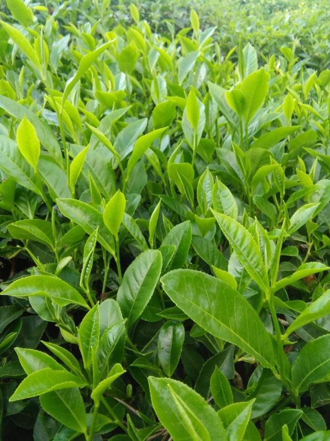 Orion County Hotell Vagamon Exteriör bild